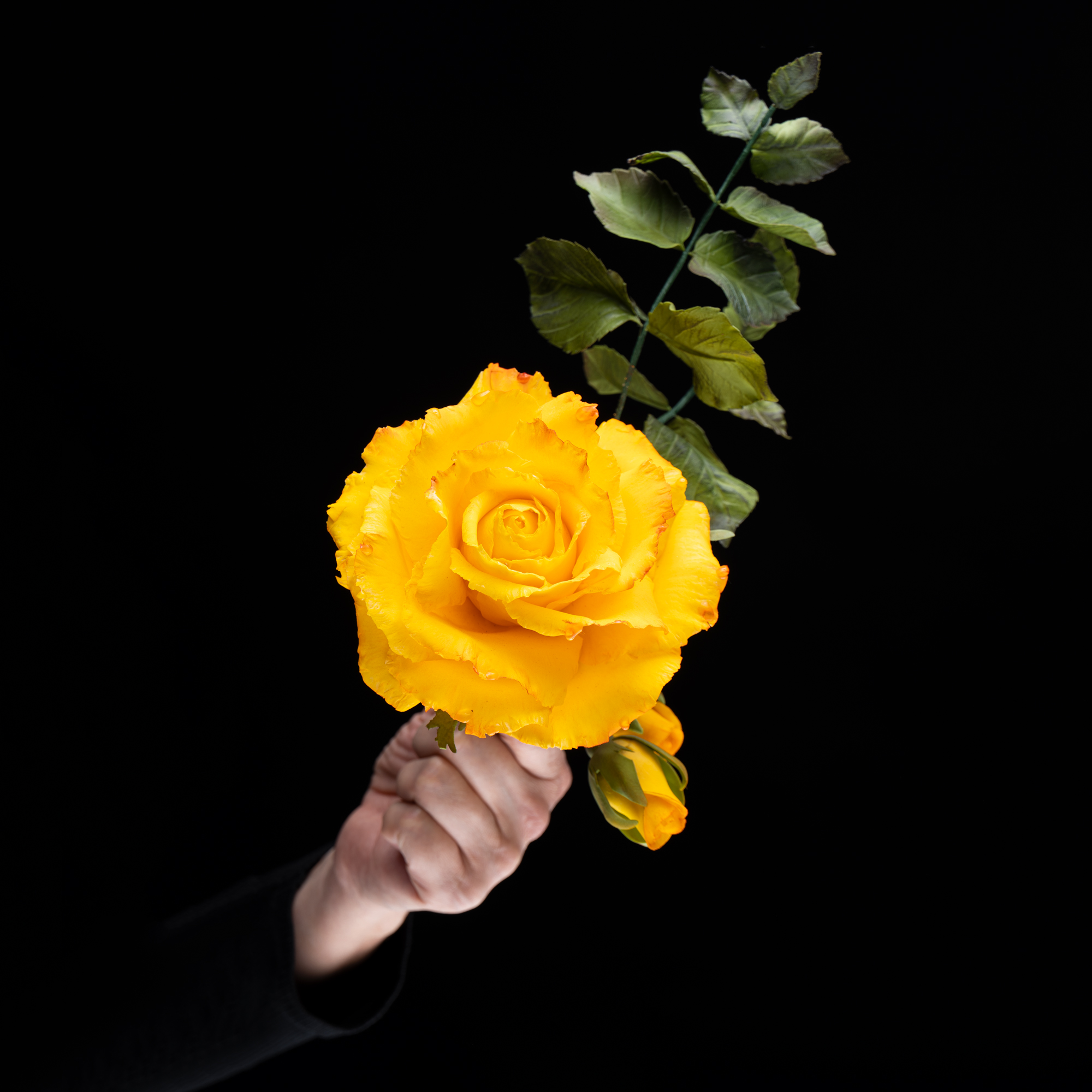 Gran Rosa Amarilla en Azúcar